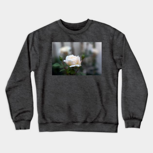 White rose close-up in soft blur focus Crewneck Sweatshirt by lena-maximova